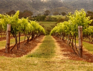 Hunter Valley Vineyard